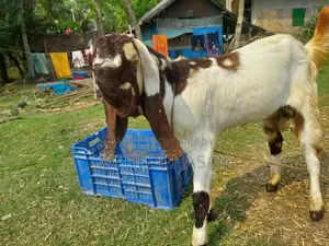 Totapuri Goat Kid