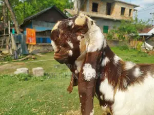 Totapuri Goat Kid