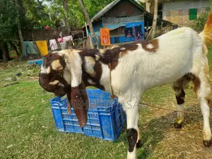 Totapuri Goat Kid
