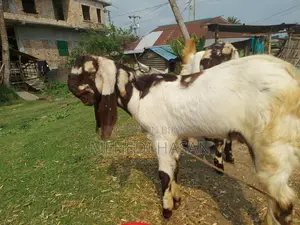 Totapuri Goat Kid