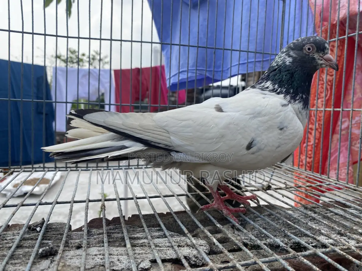 High flyer female pigeon..