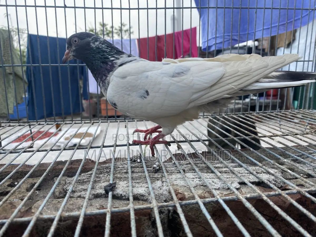High flyer female pigeon..