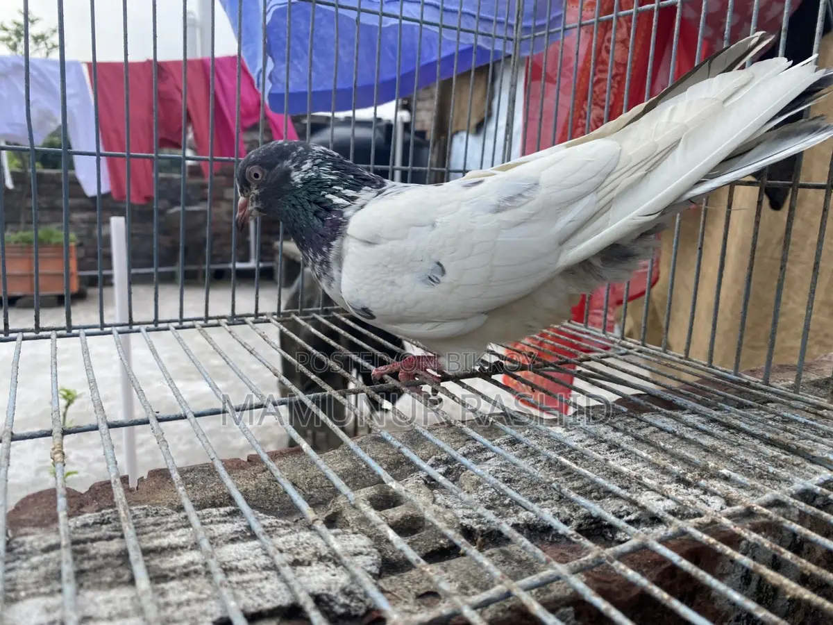 High flyer female pigeon..