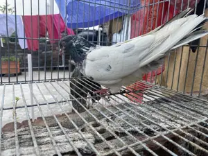 High flyer female pigeon..