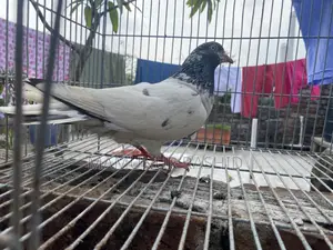 High flyer female pigeon..