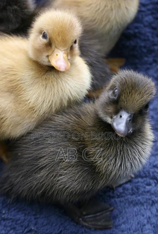 Ducklings