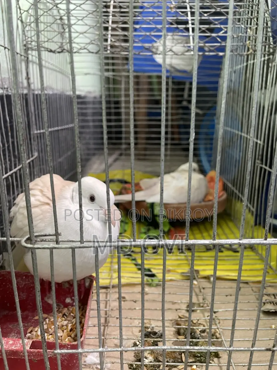 Dove birds with cage