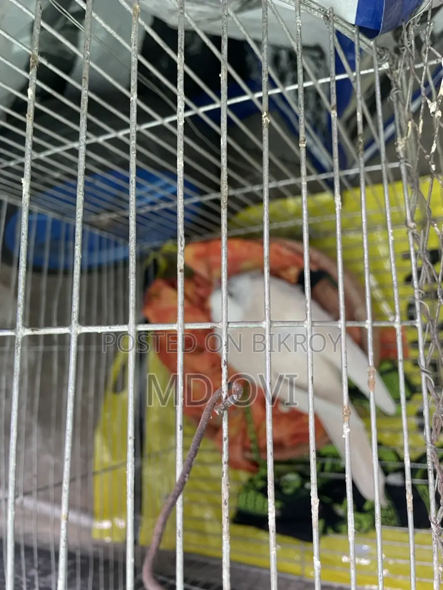 Dove birds with cage