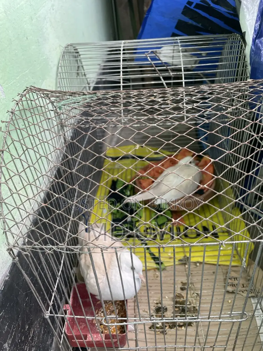 Dove birds with cage