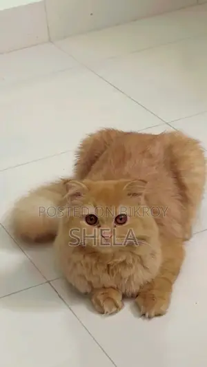 Brown Female Persian Cat