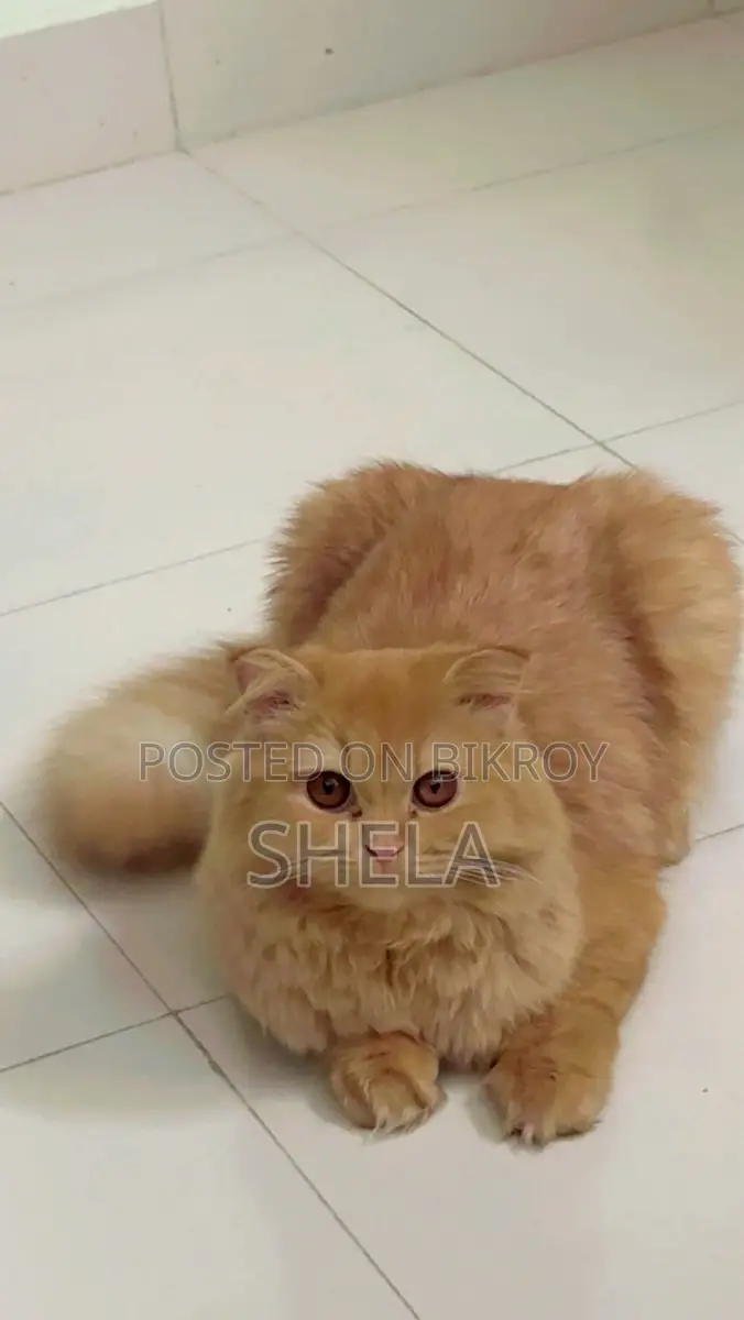 Brown Female Persian Cat