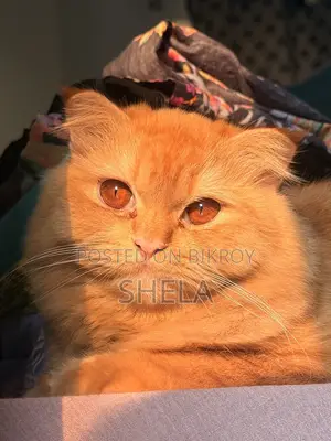 Brown Female Persian Cat