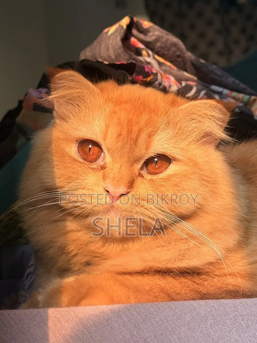 Brown Female Persian Cat