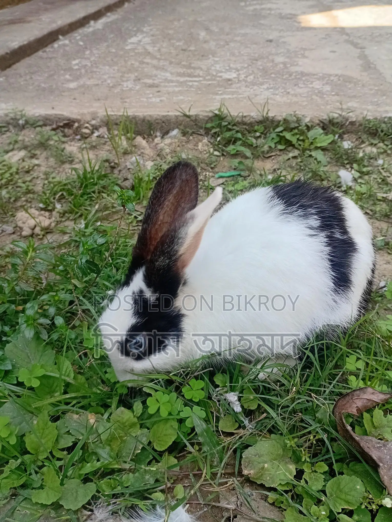 Female Rabbit (1 piece)