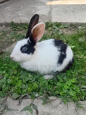 Female Rabbit (1 piece)