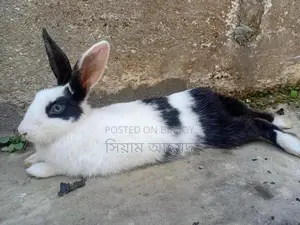 Female Rabbit (1 piece)
