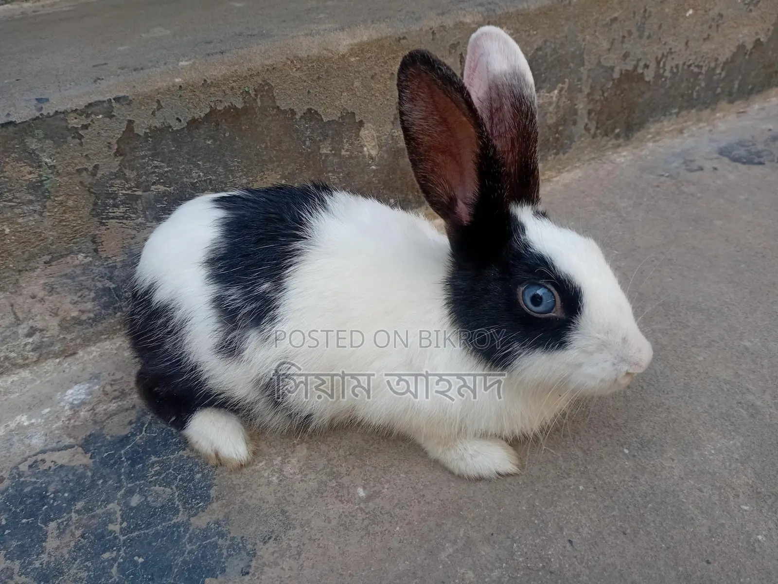 Female Rabbit (1 piece)