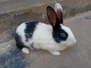 Female Rabbit (1 piece)