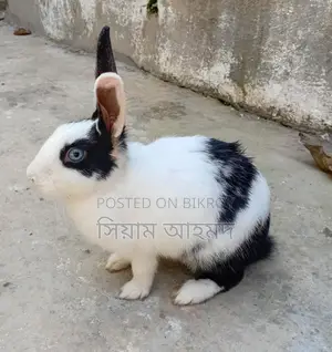 Female Rabbit (1 piece)
