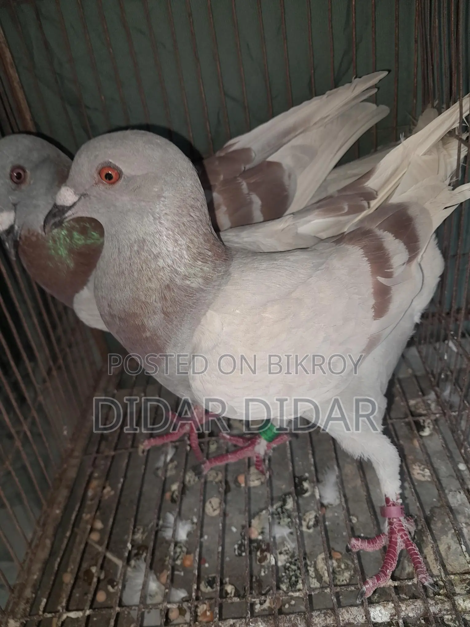 কবুতর বিক্রয়