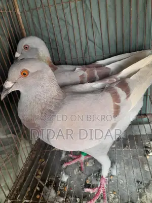 কবুতর বিক্রয়