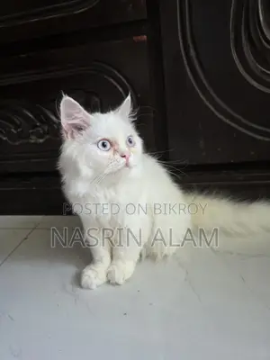 kitten cat
