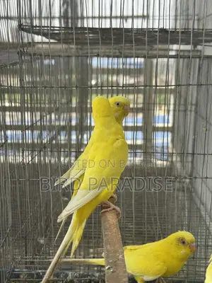 Lutino Running Pair