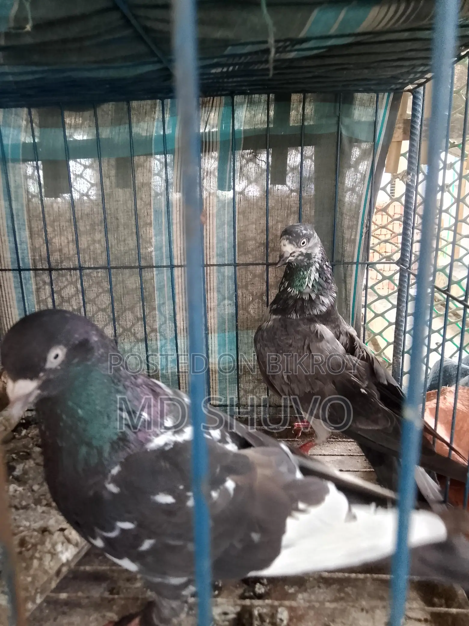 Pair of Pigeons