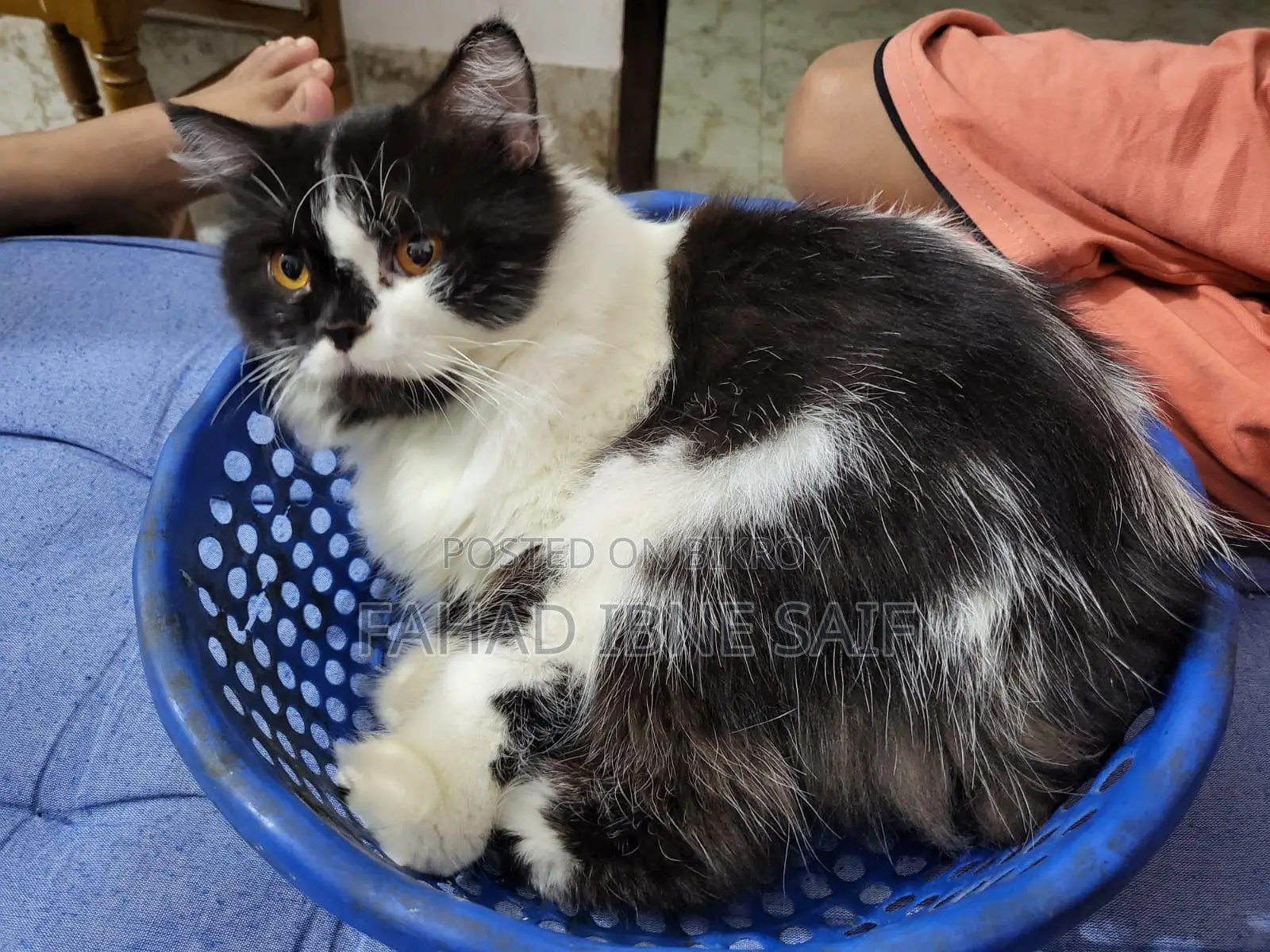 Persian Adult Male Cat