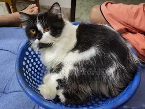 Persian Adult Male Cat