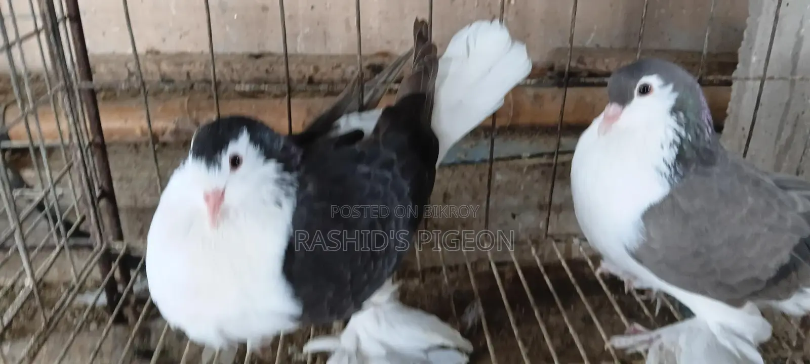 Pigeon for sale