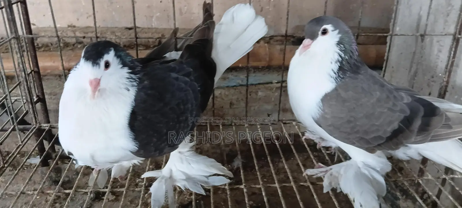 Pigeon for sale