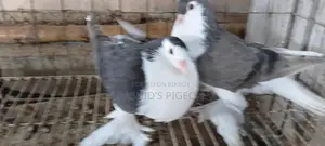 Pigeon for sale