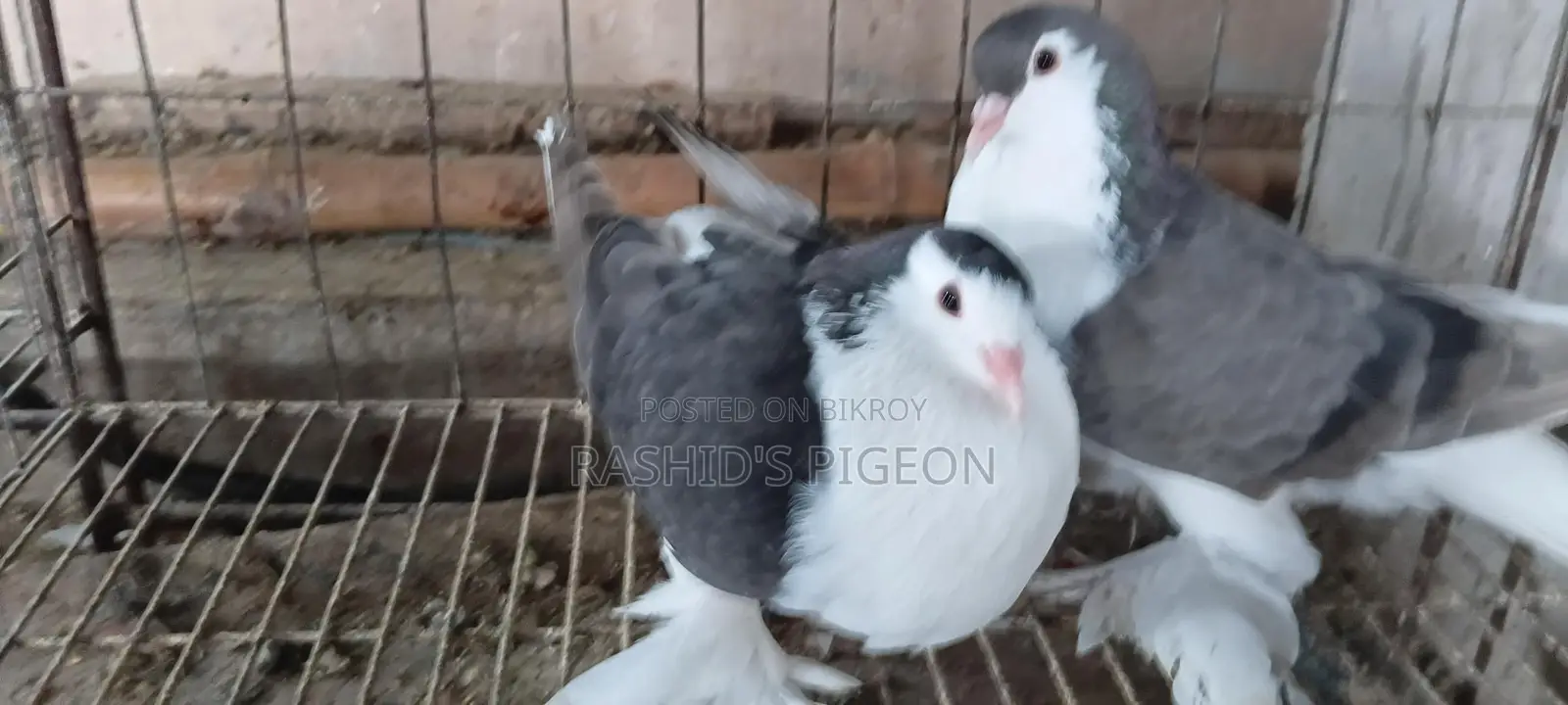 Pigeon for sale