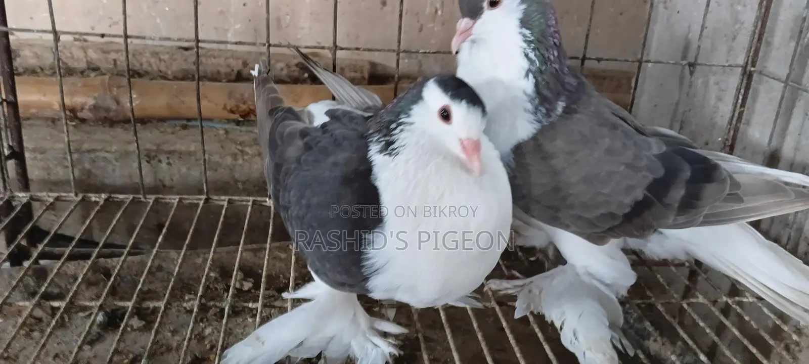 Pigeon for sale