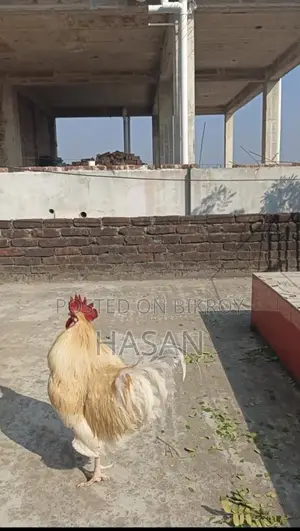 Brown Leghorn
