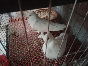 Beautiful Pair of Fancy Pigeons for Sale