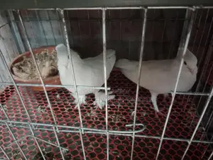 অনেক সুন্দর এক জোড়া কাগজি কবুতর বিক্রি করা হবে