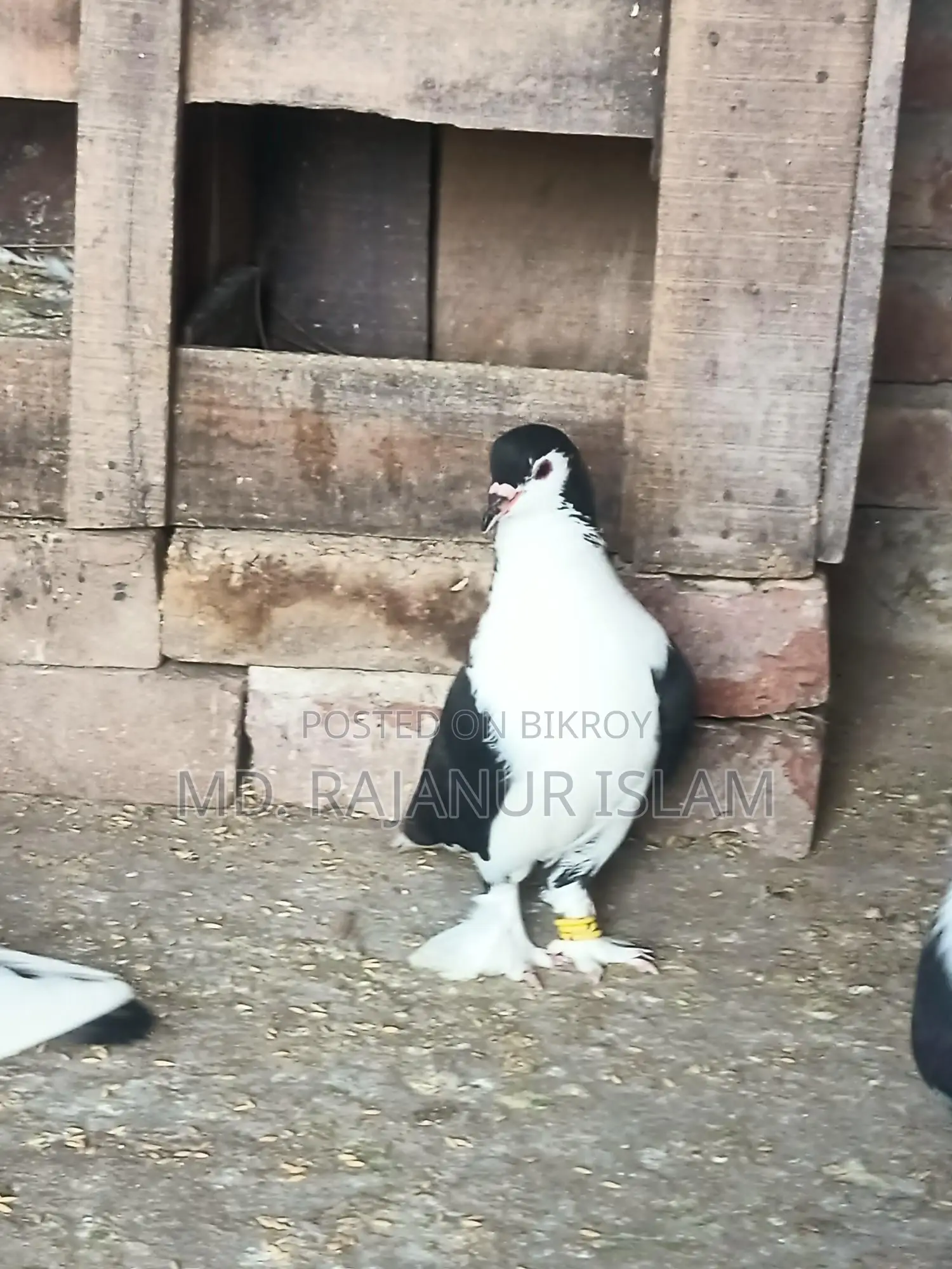 Siraji Male and Satin Female Pigeons