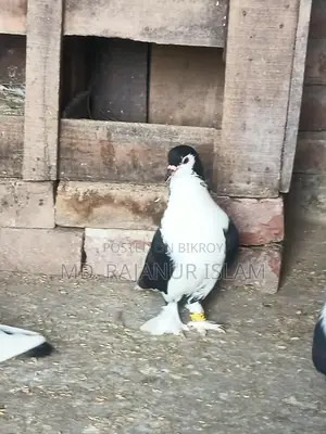 Siraji Male and Satin Female Pigeons