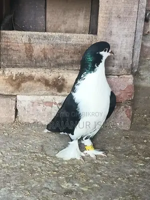 Siraji Male and Satin Female Pigeons