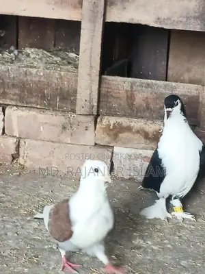 Siraji Male and Satin Female Pigeons