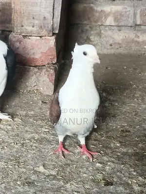 Siraji Male and Satin Female Pigeons