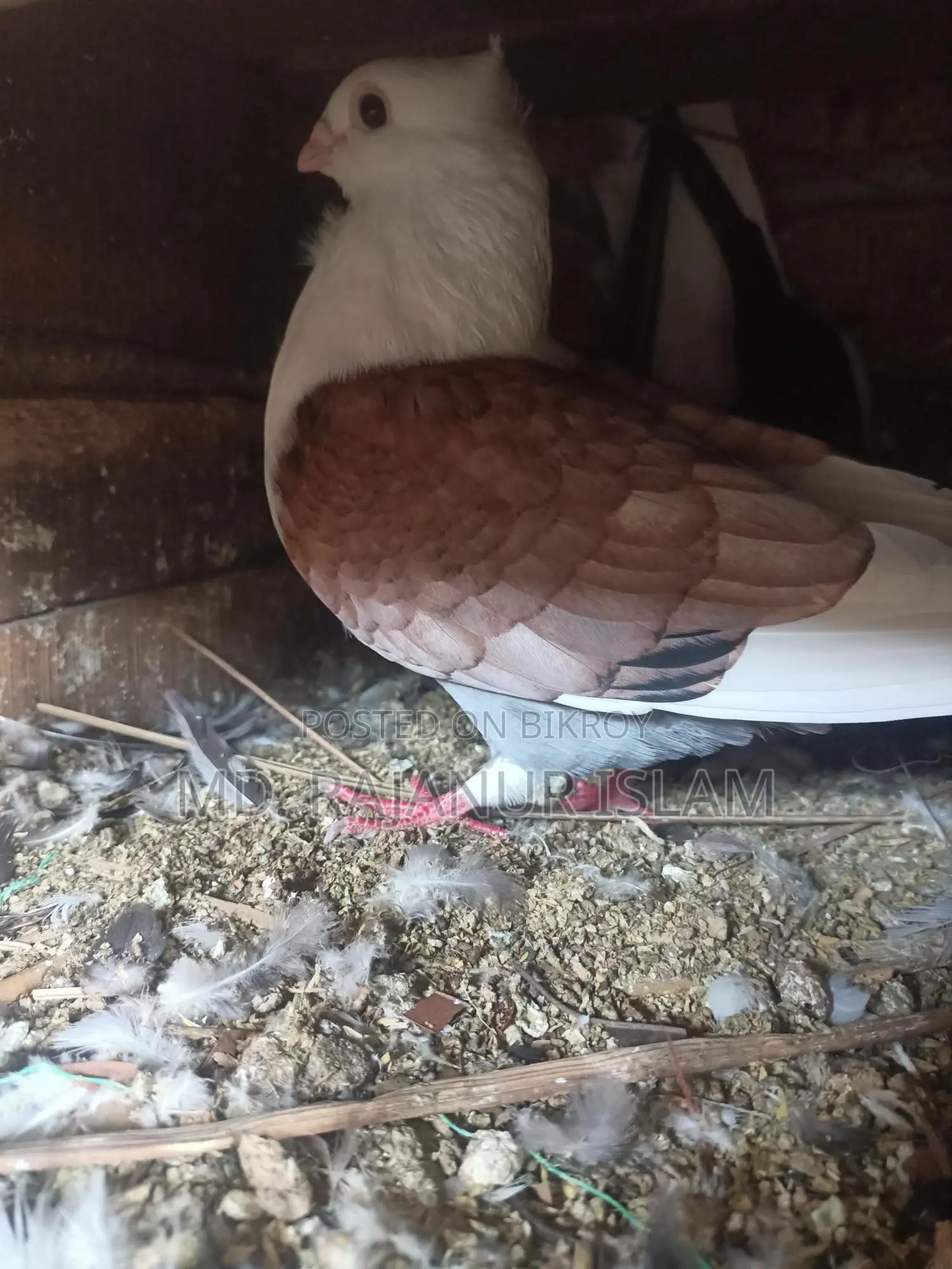 Siraji Male and Satin Female Pigeons