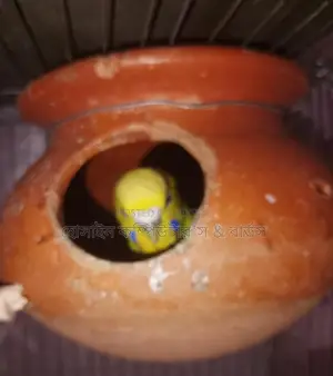 Various breeds of budgerigar birds