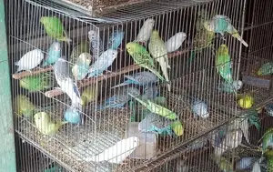 Various breeds of budgerigar birds