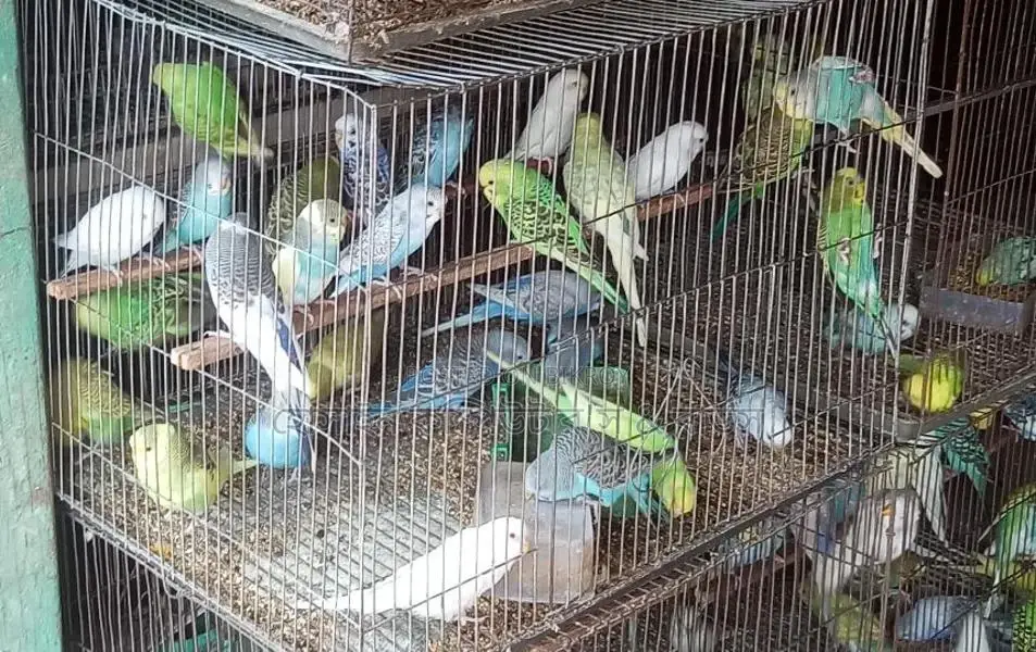 Various breeds of budgerigar birds