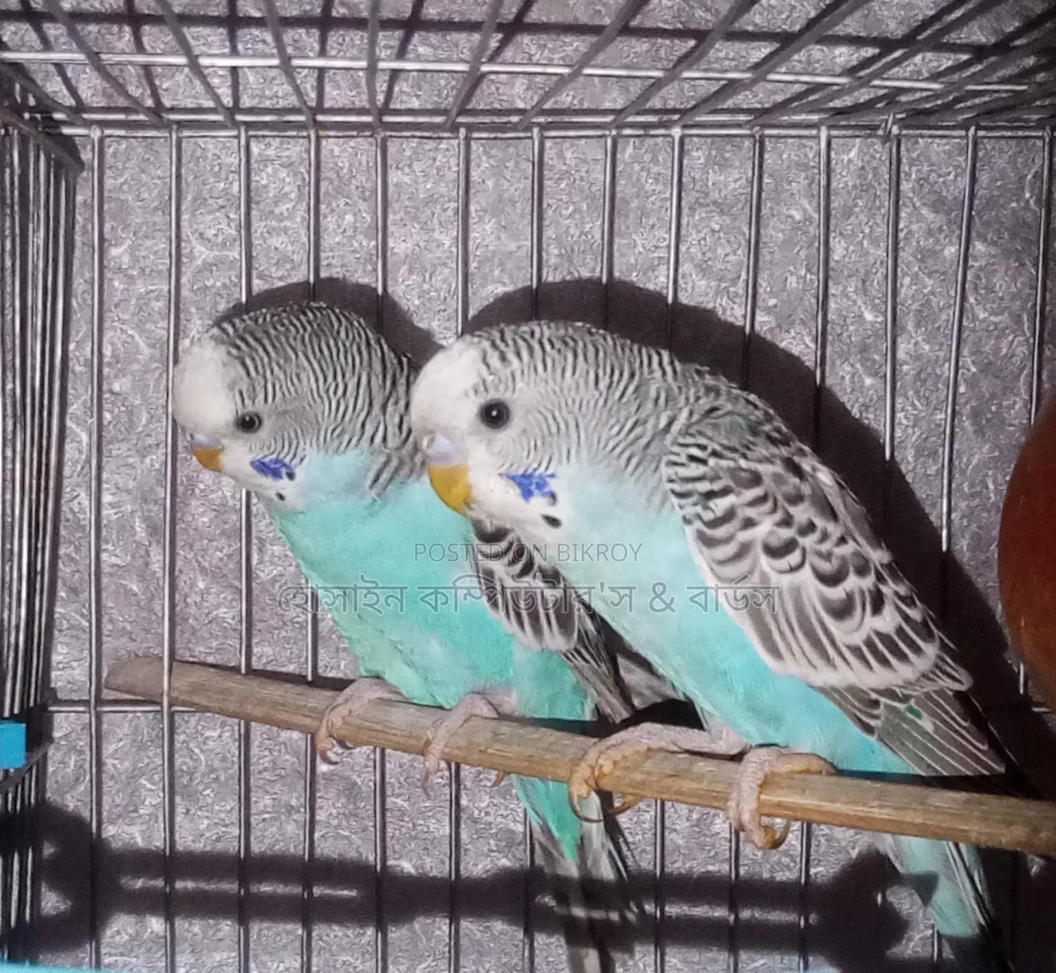 Various breeds of budgerigar birds