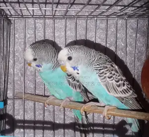 Various breeds of budgerigar birds