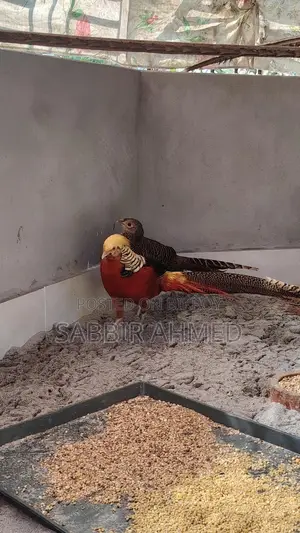 গোল্ডেন ফিজেন্ট